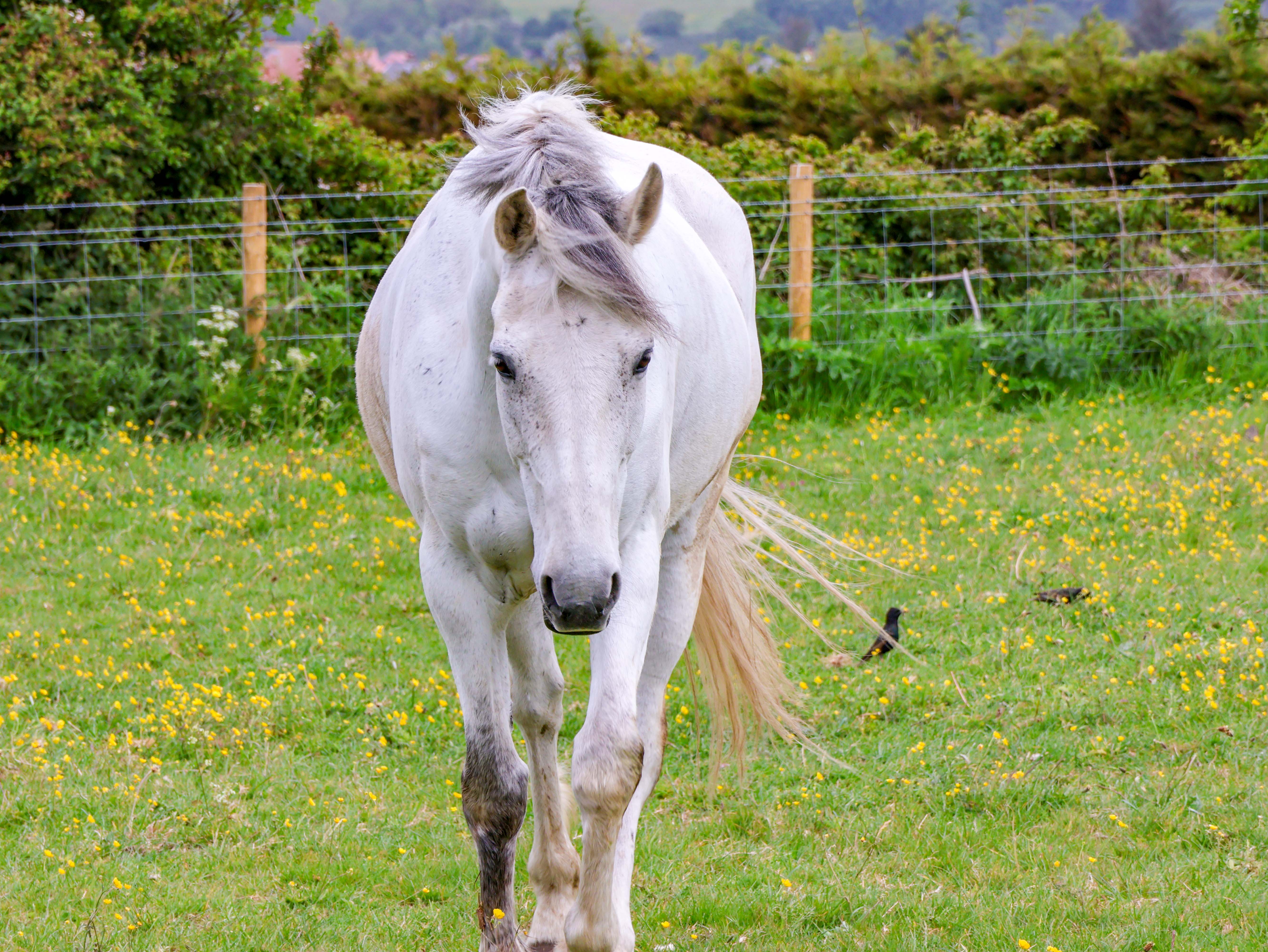 Property image 80 for SC1175168