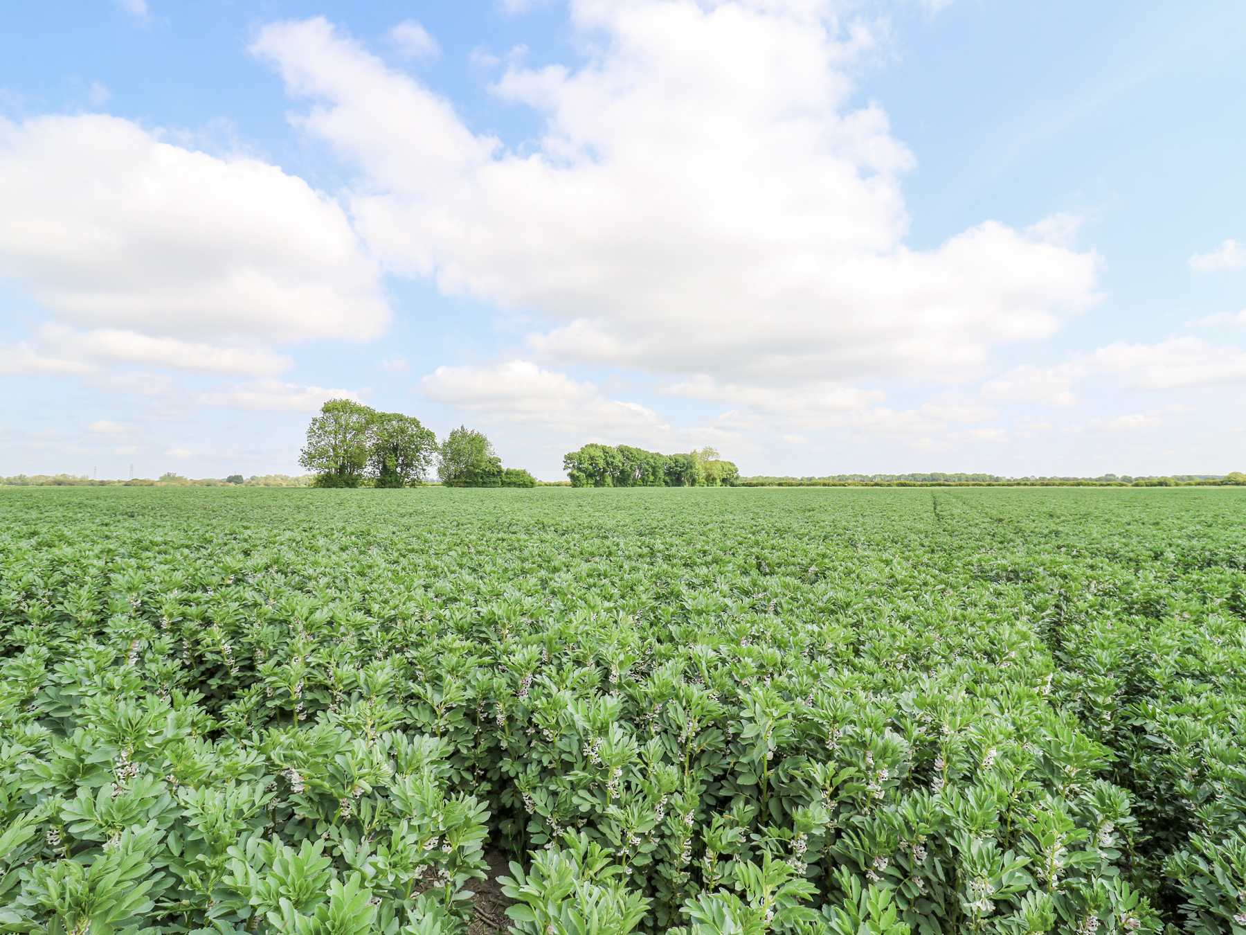 Property image 30 for SC1175616