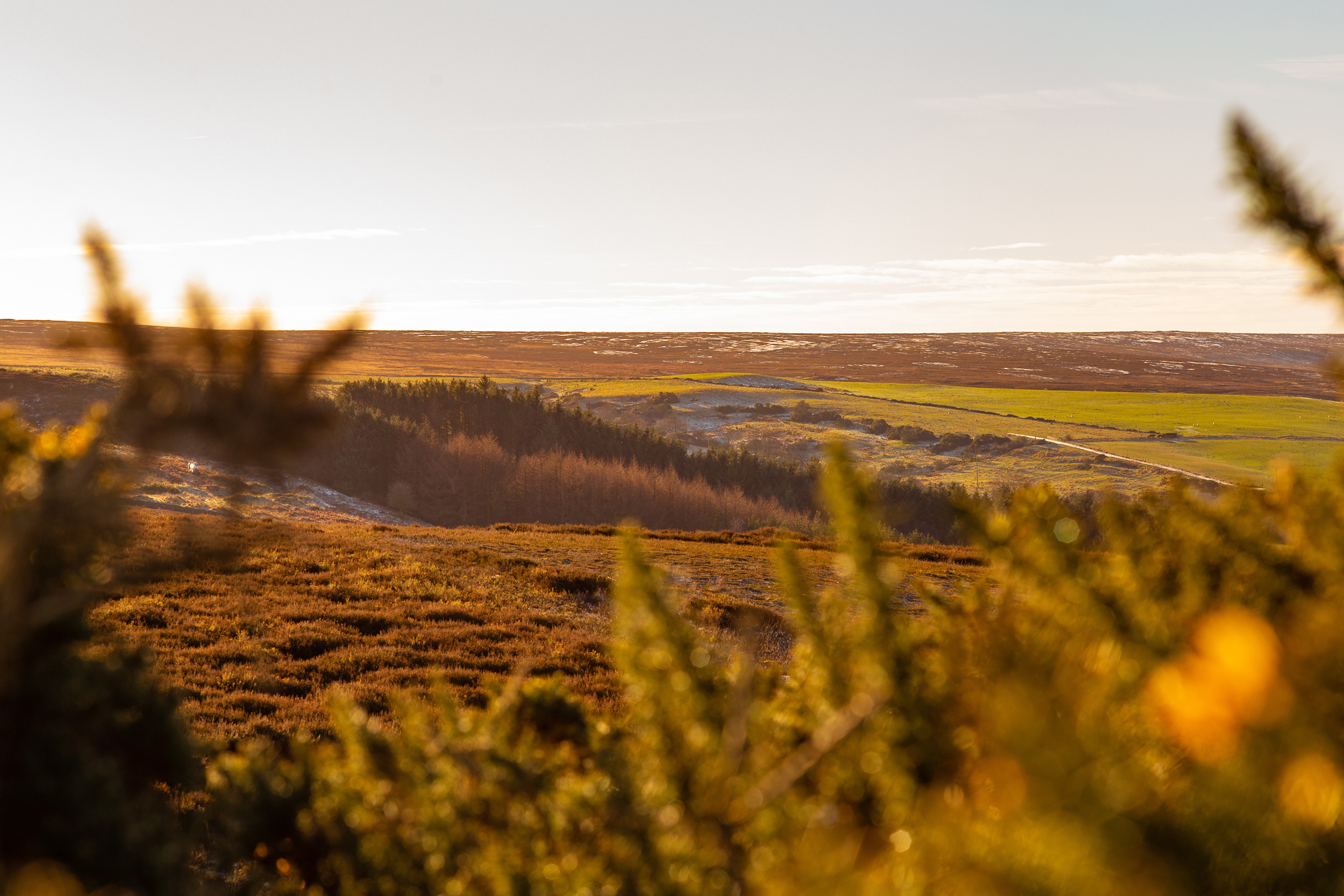 Property image 41 for SC1176609