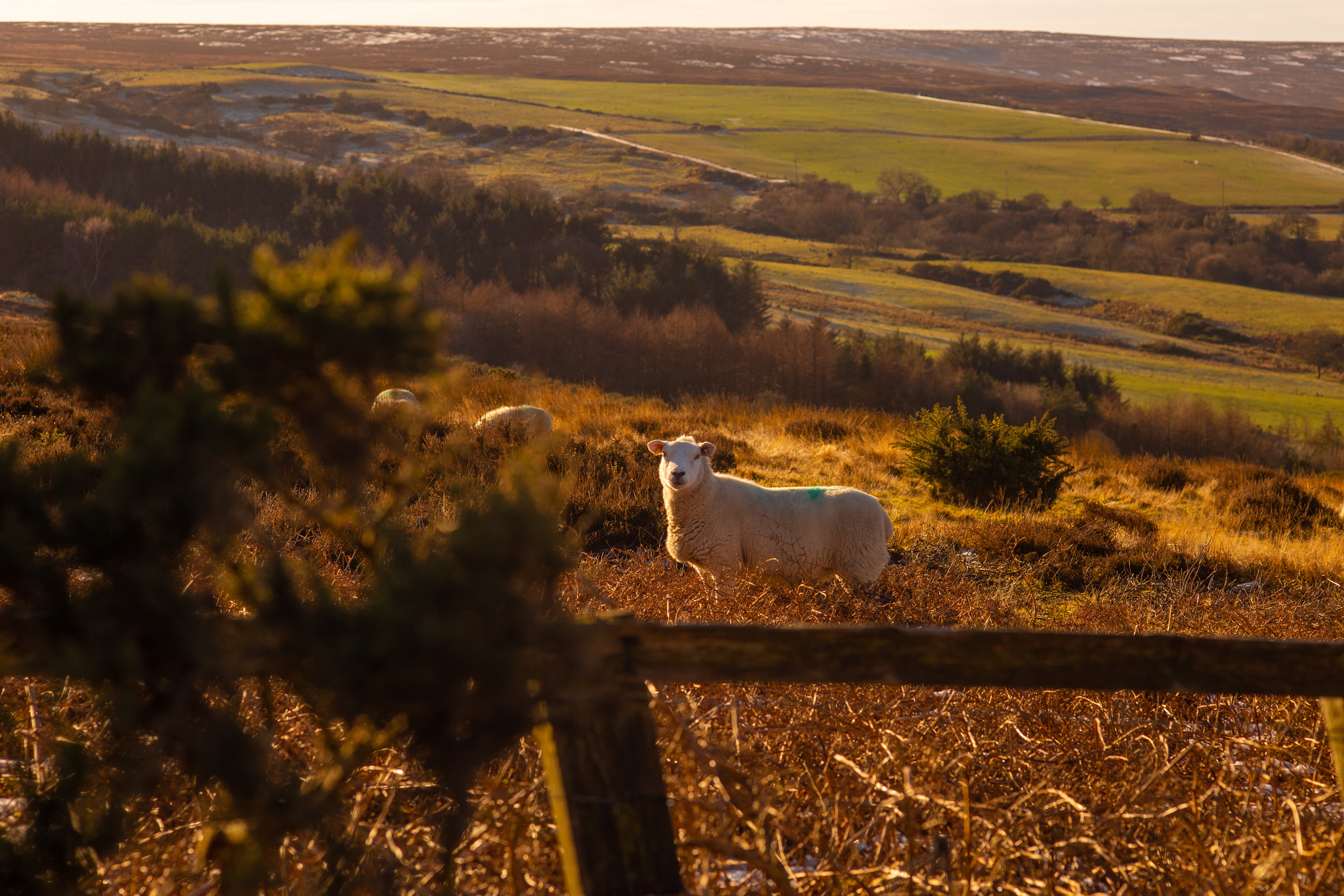 Property image 42 for SC1176609