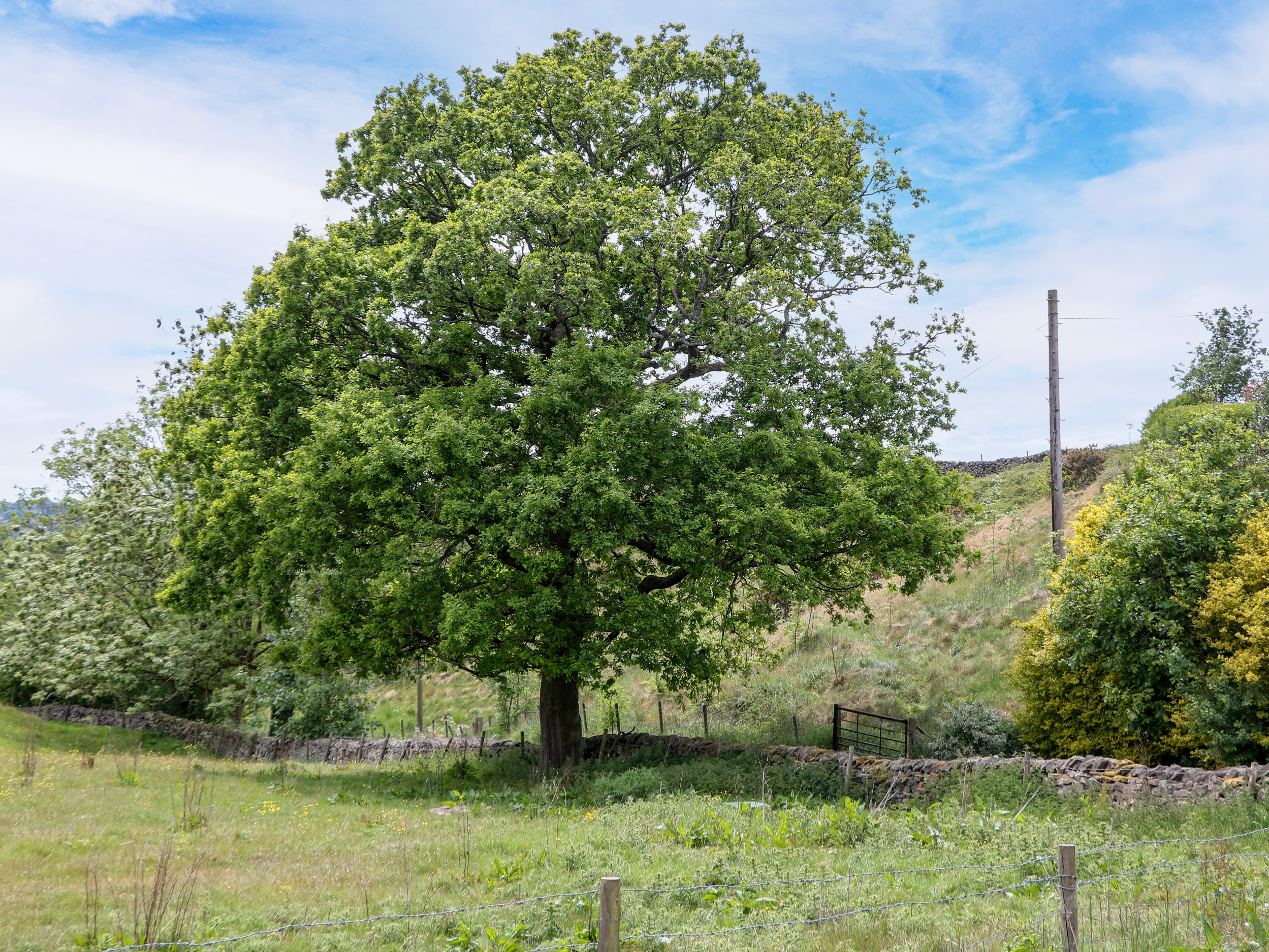 Property image 22 for SC1176720