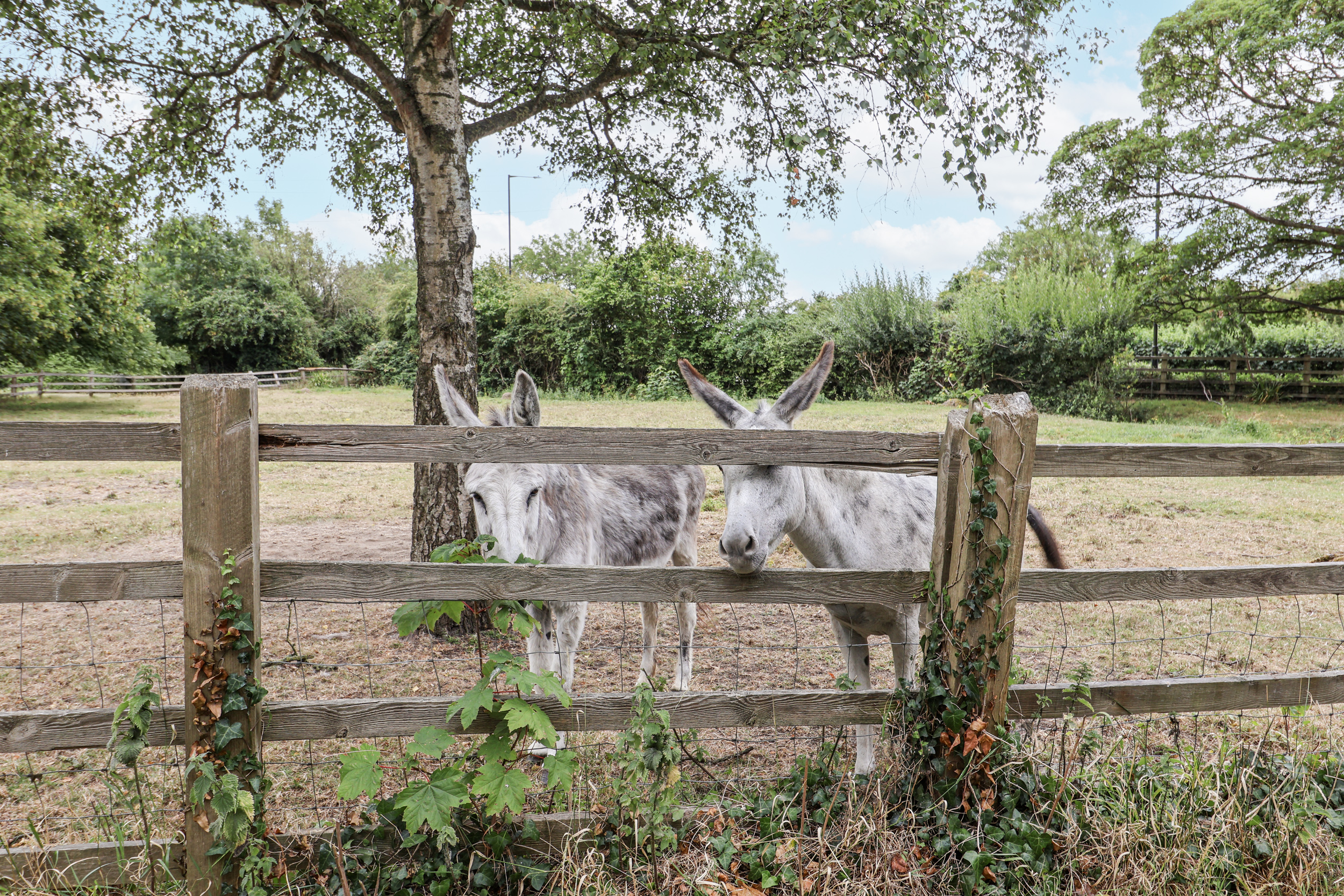 Property image 19 for SC1177611