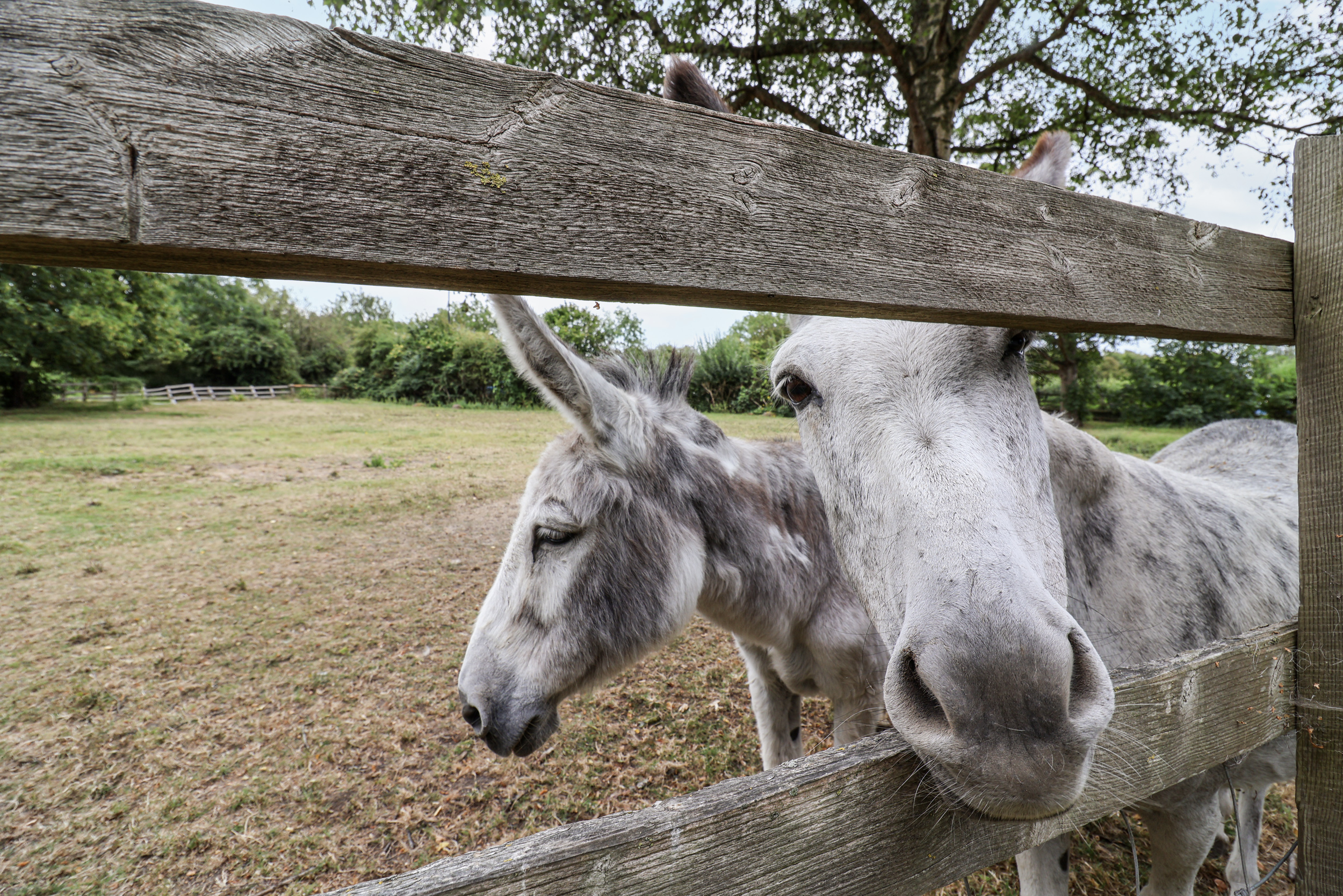 Property image 20 for SC1177611