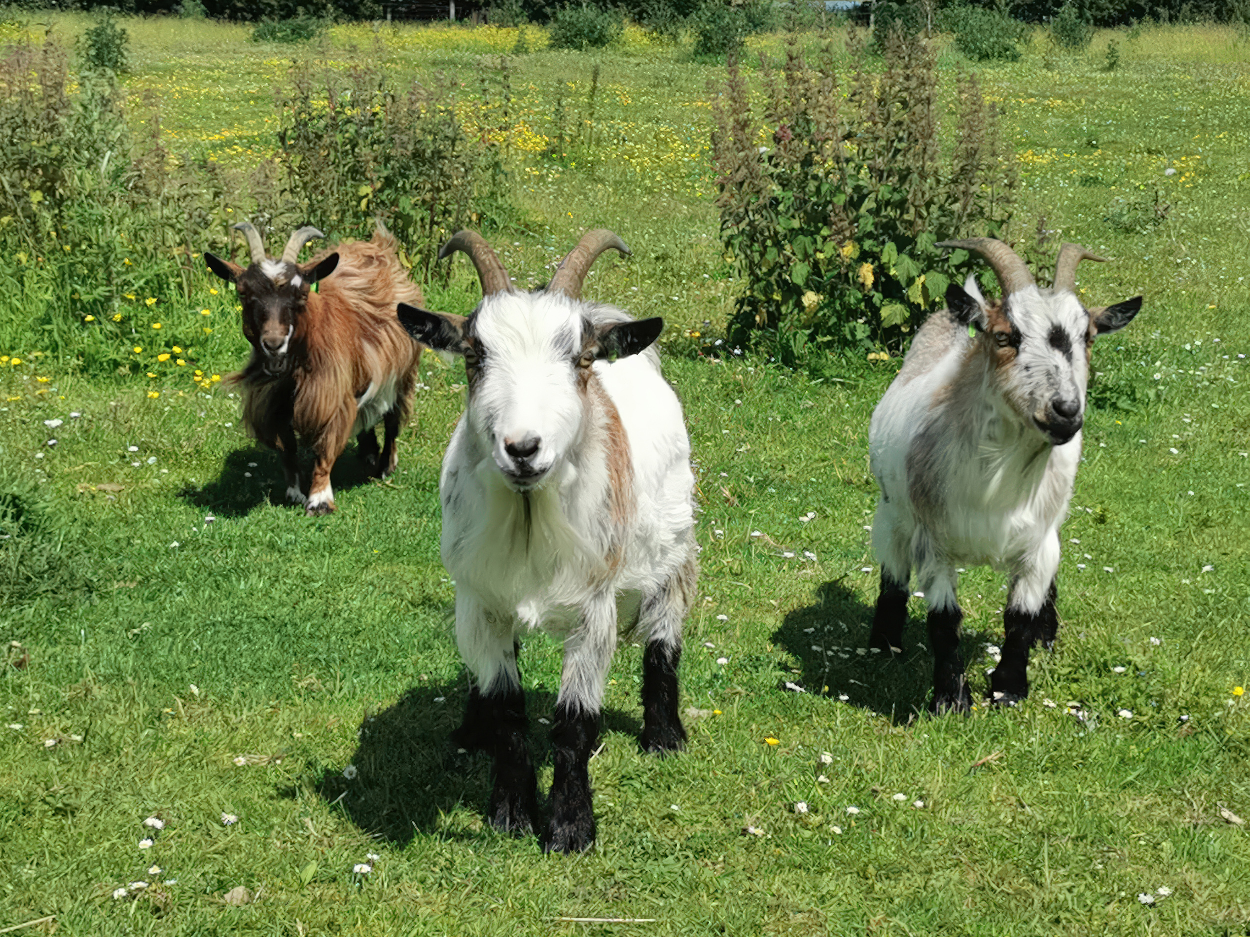 Property image 25 for SC1178729