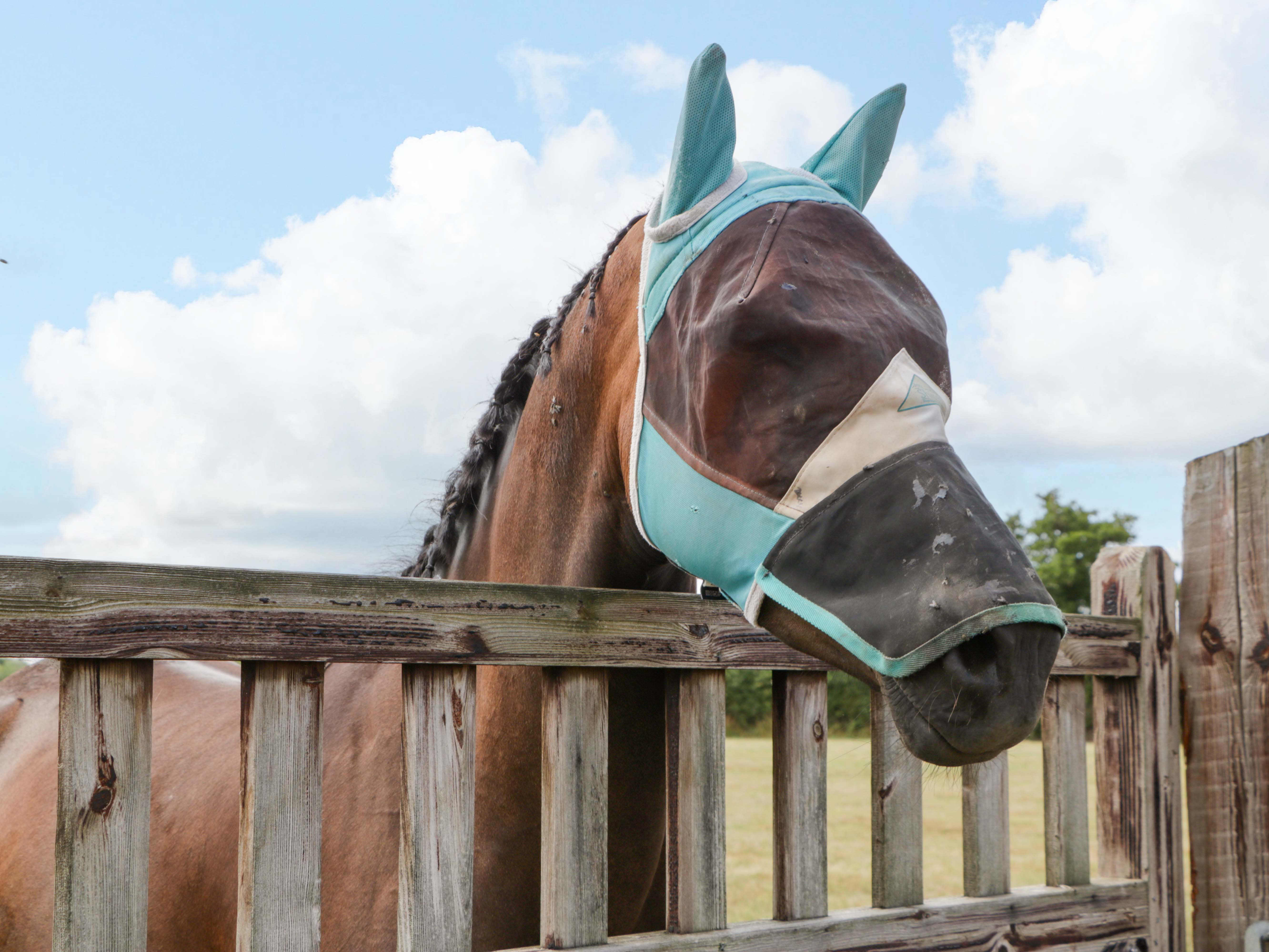 Property image 28 for SC1178947