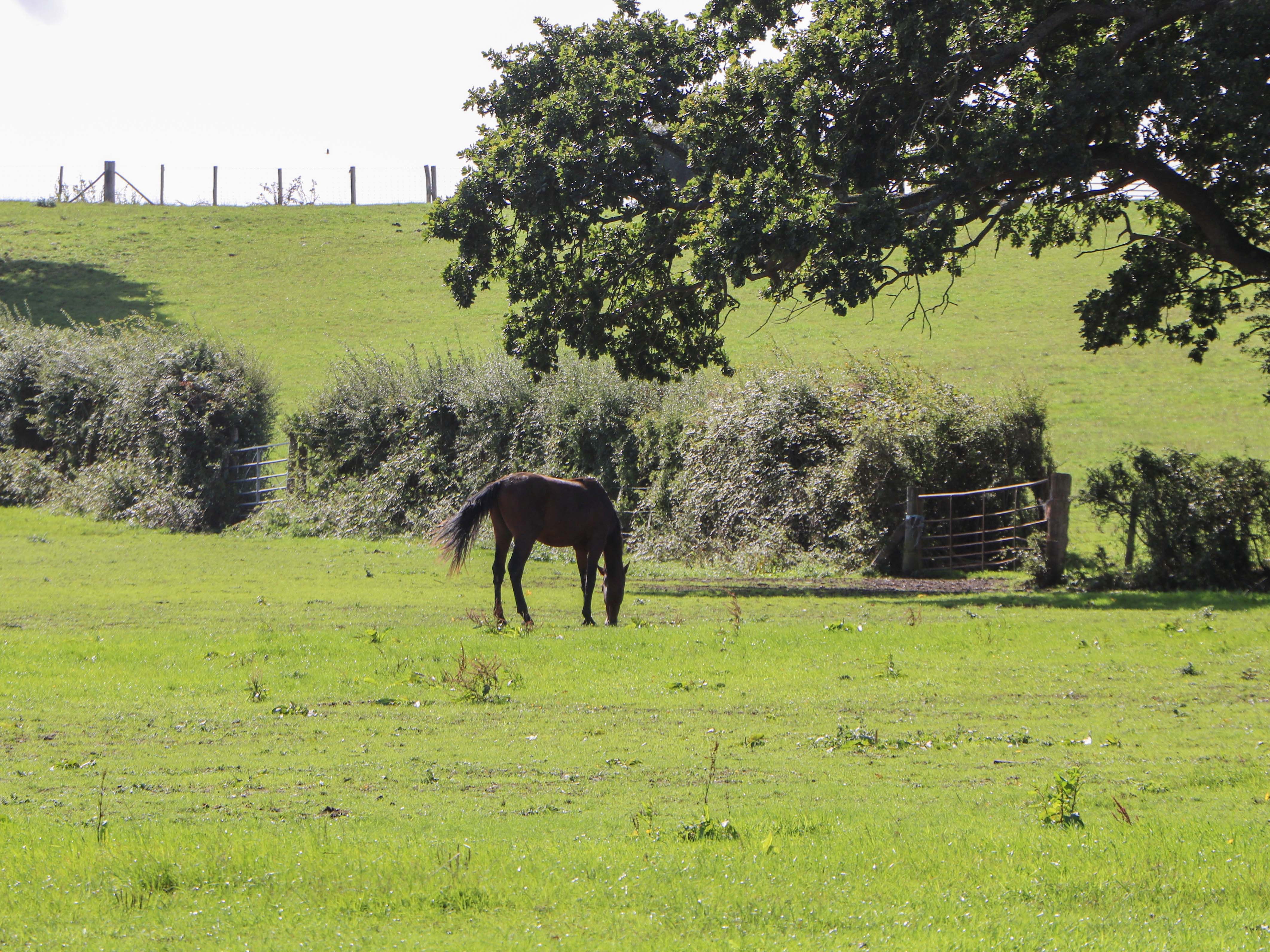 Property image 24 for SC1179944