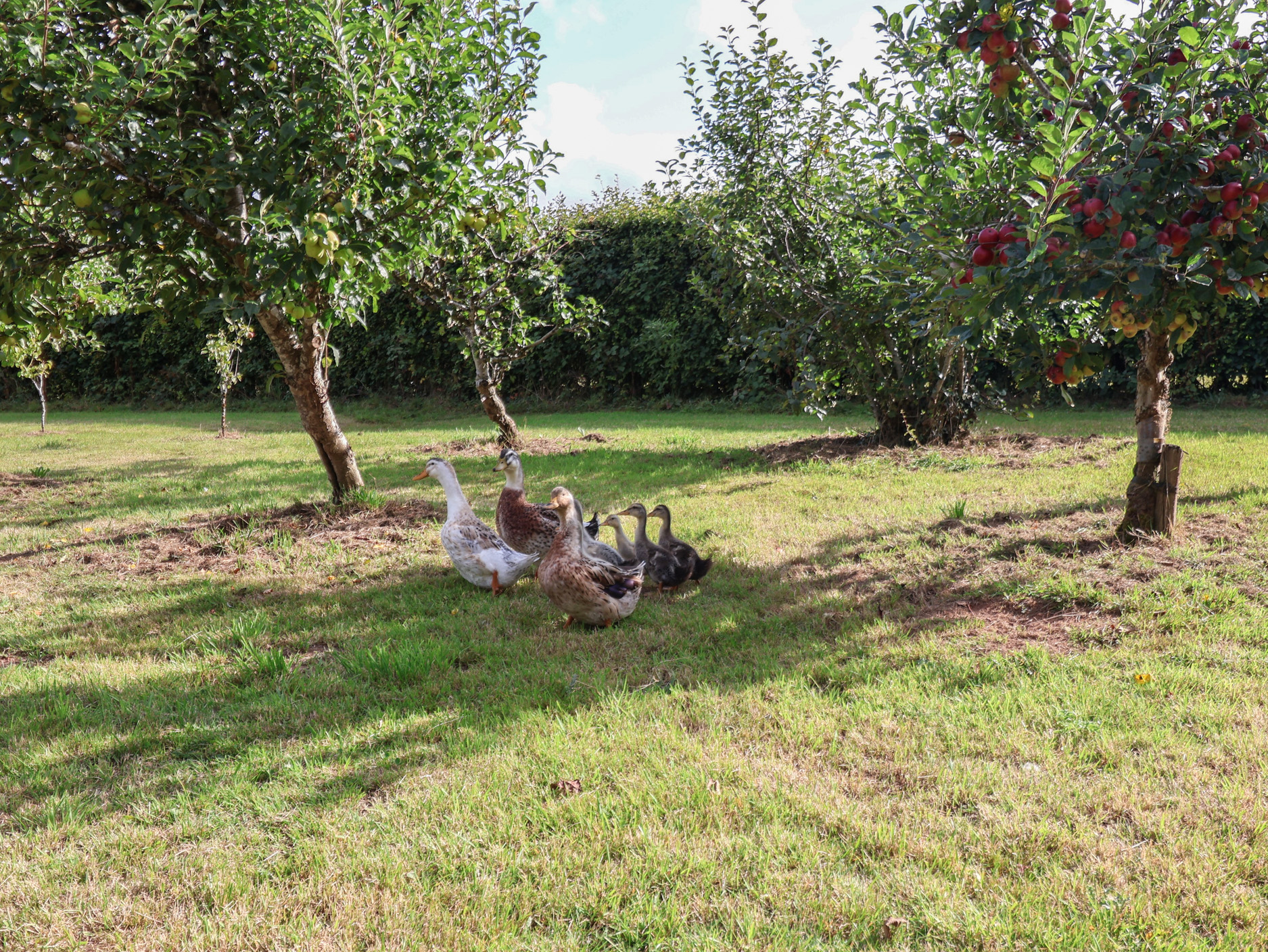 Property image 24 for SC1182301