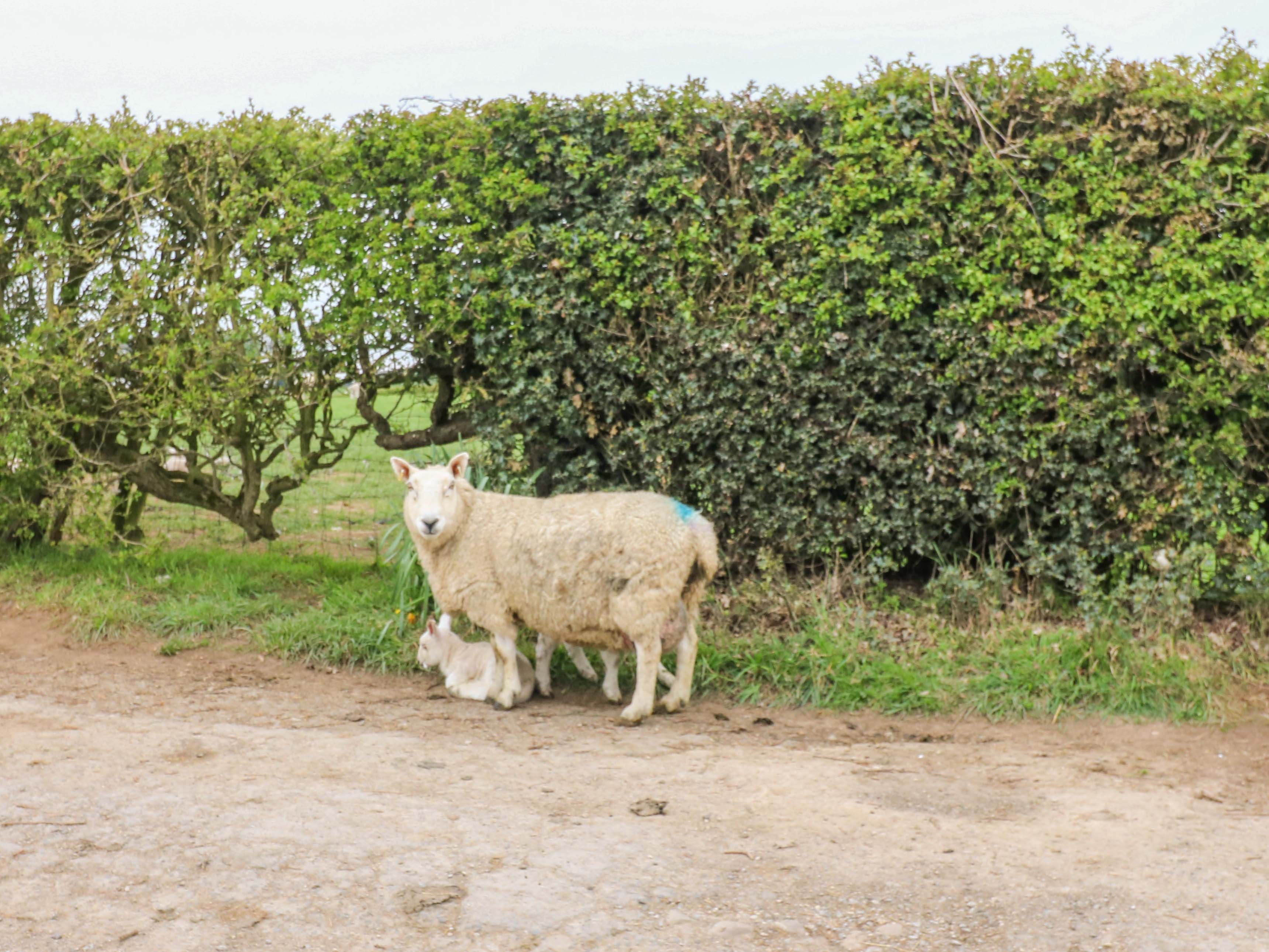 Property image 30 for SC1183353