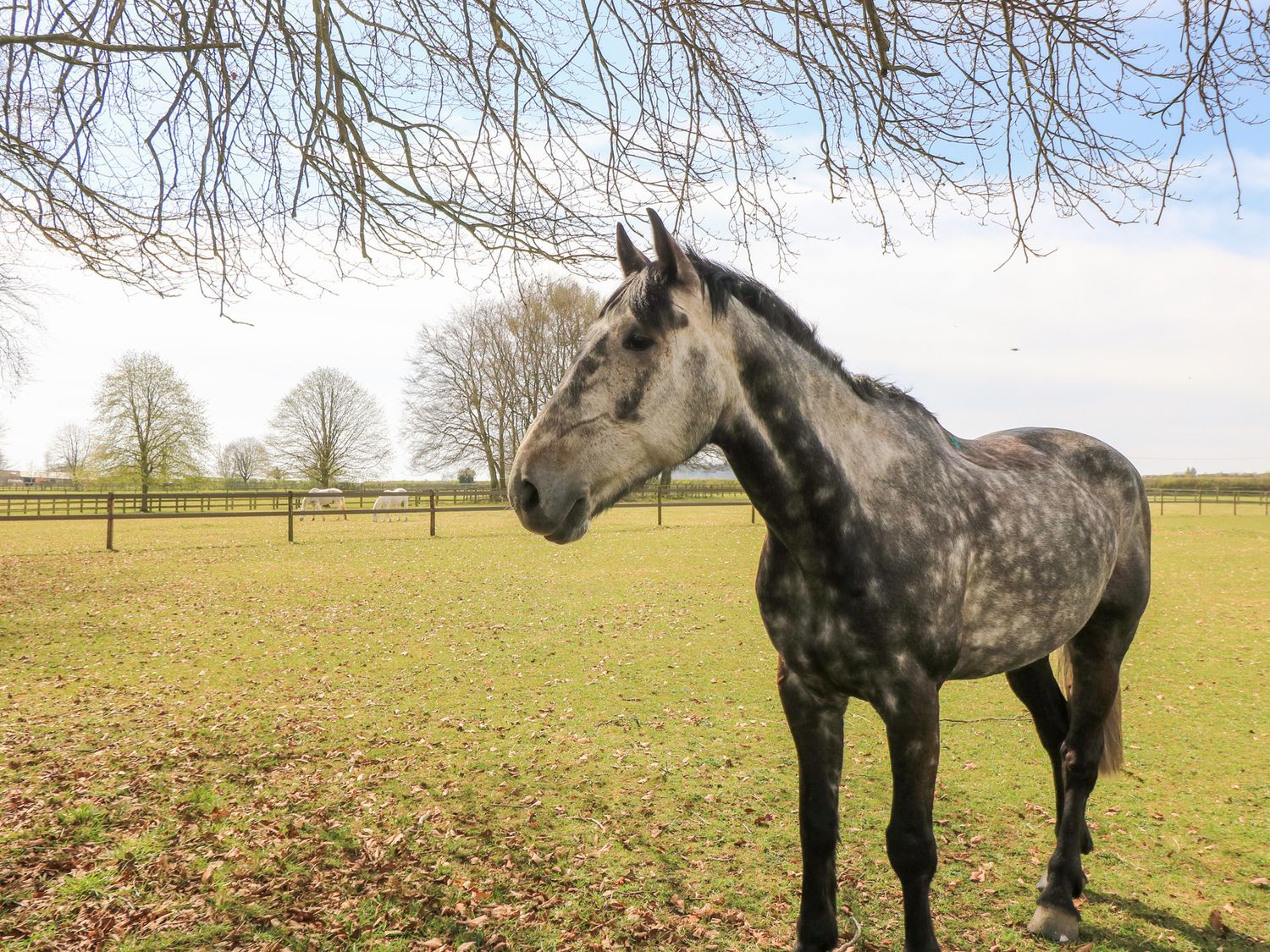 Property image 19 for SC1189950