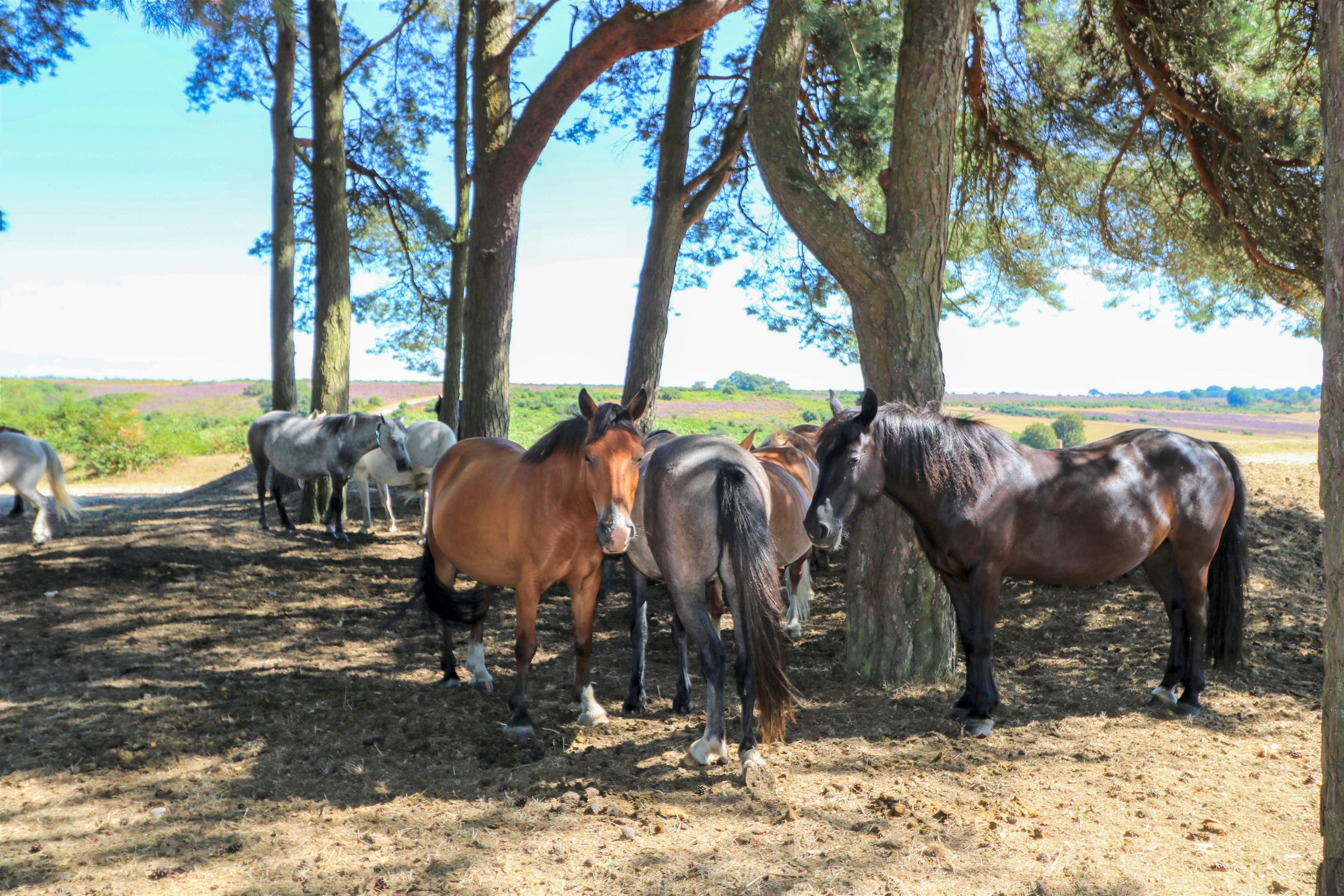 Property image 30 for SC1191251