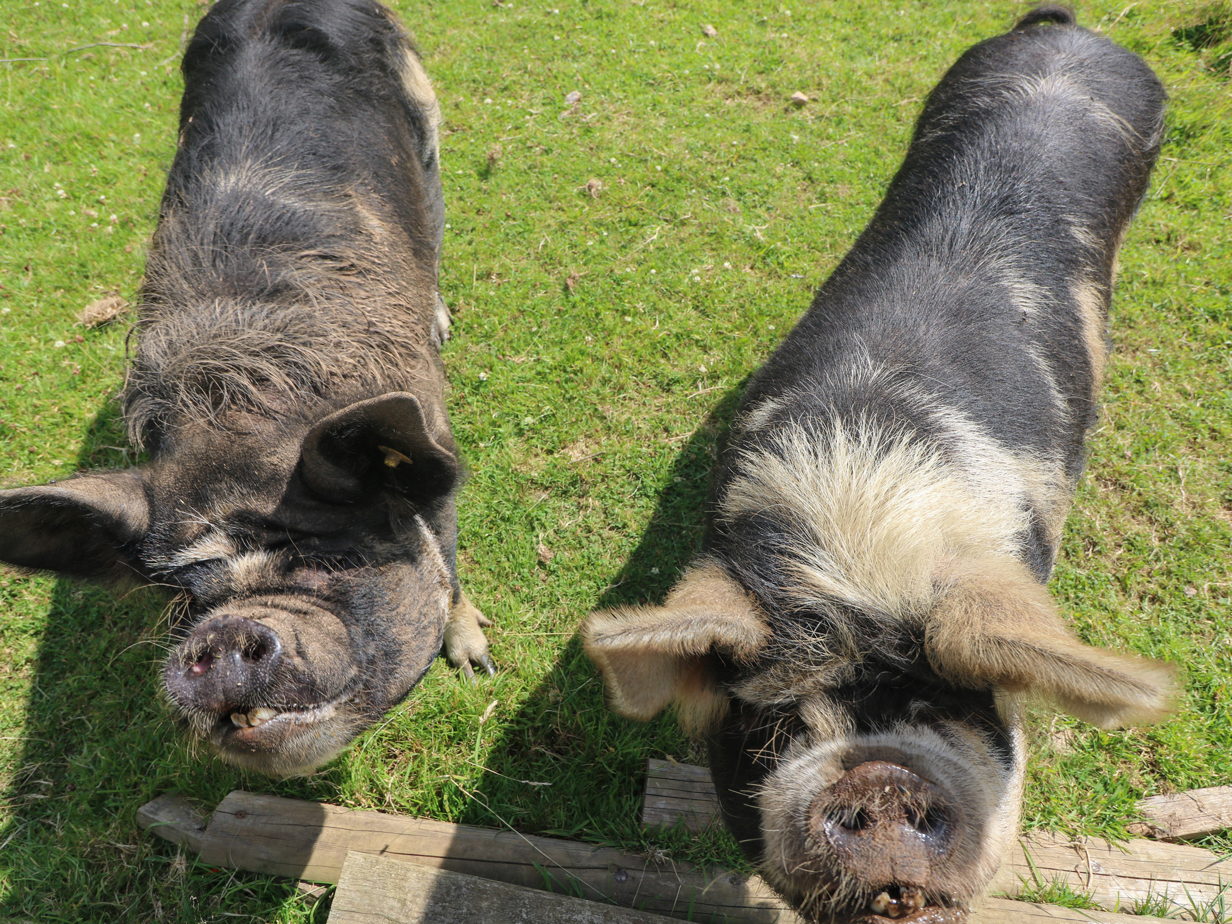 Property image 25 for SC985559