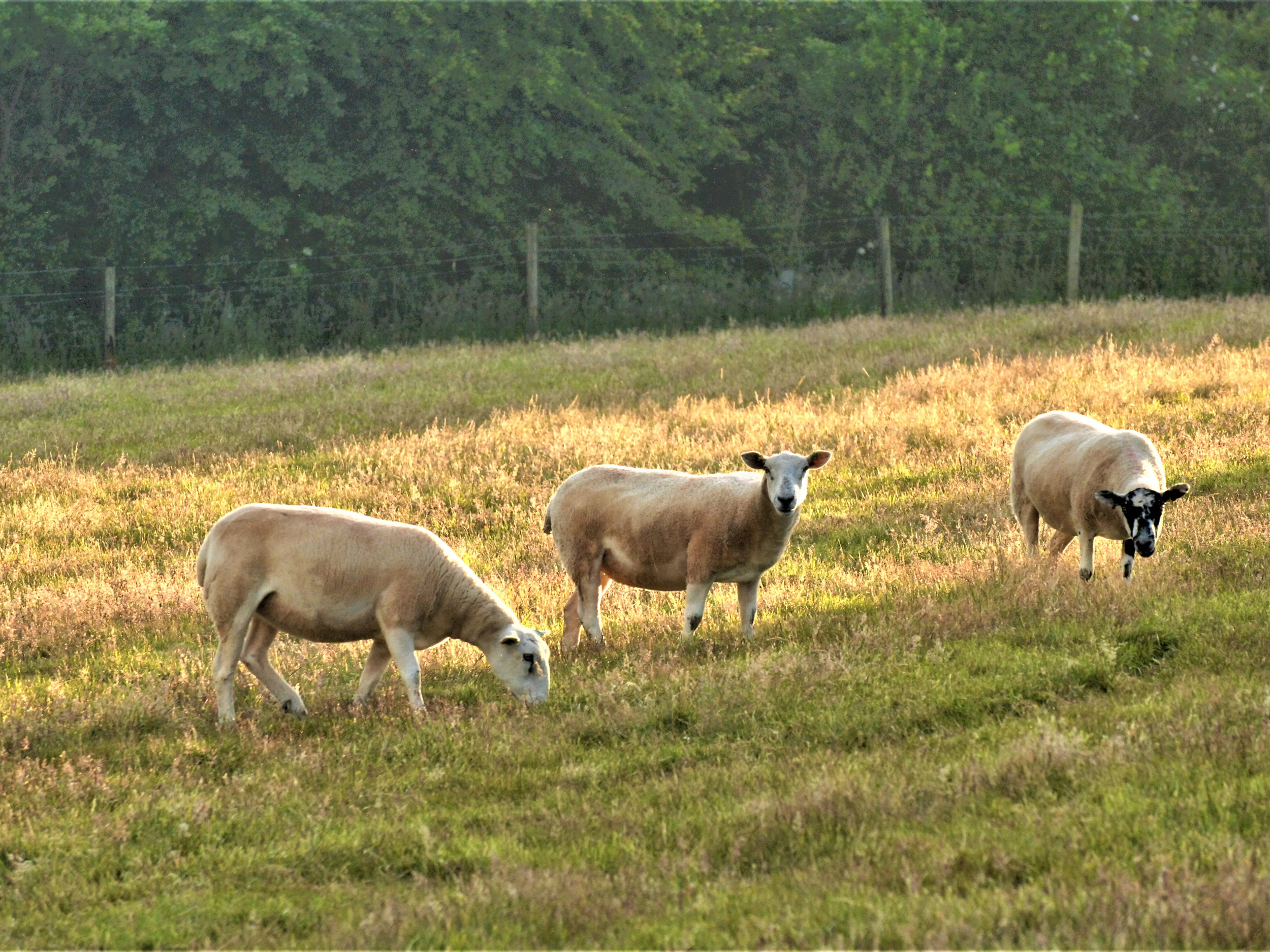 Property image 26 for SC1133419