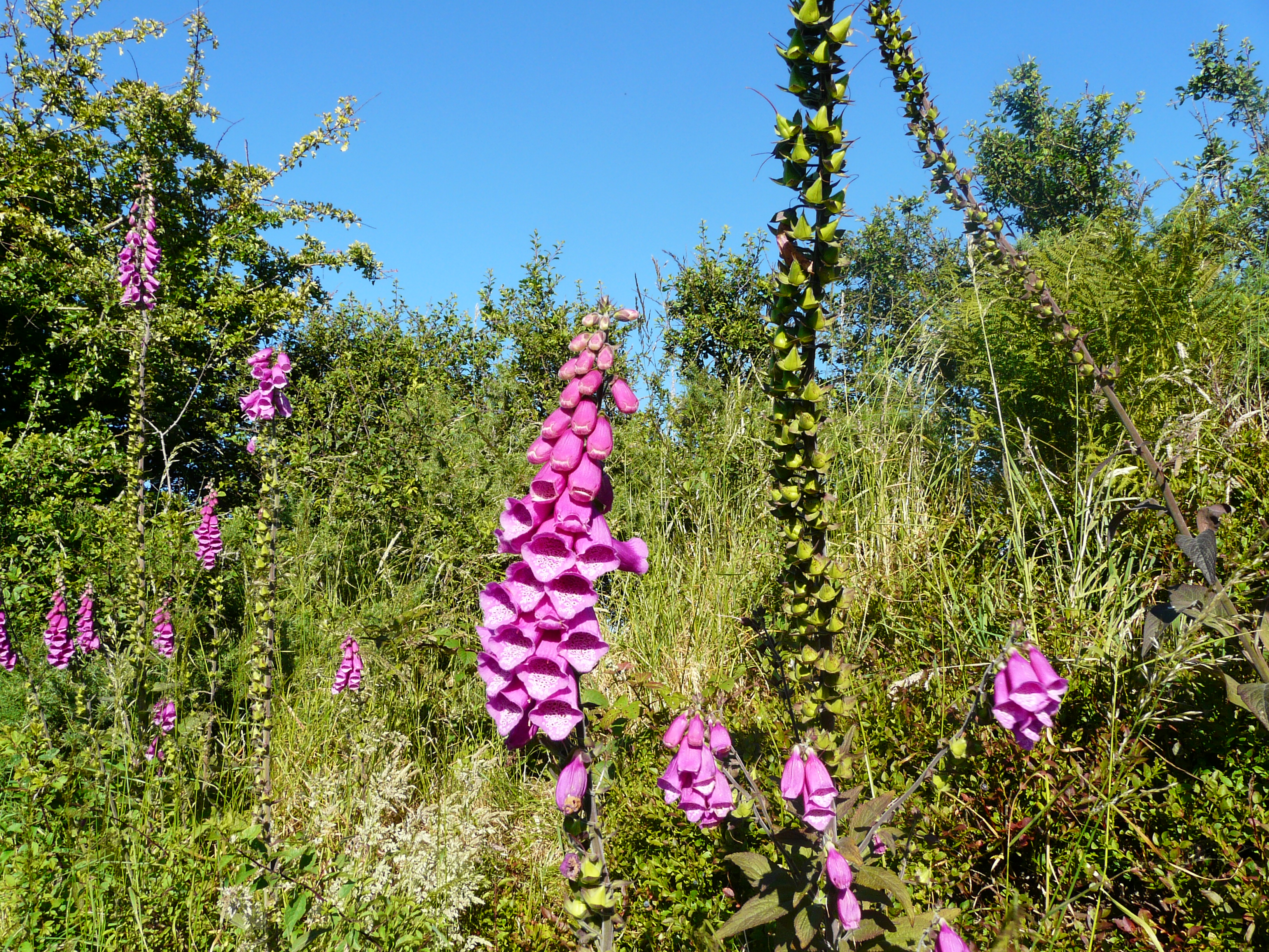 Property image 20 for SC1156641