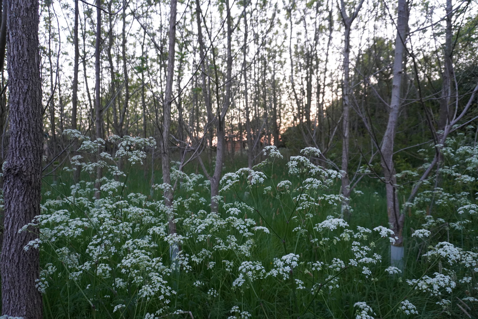 Property image 26 for SC1164106