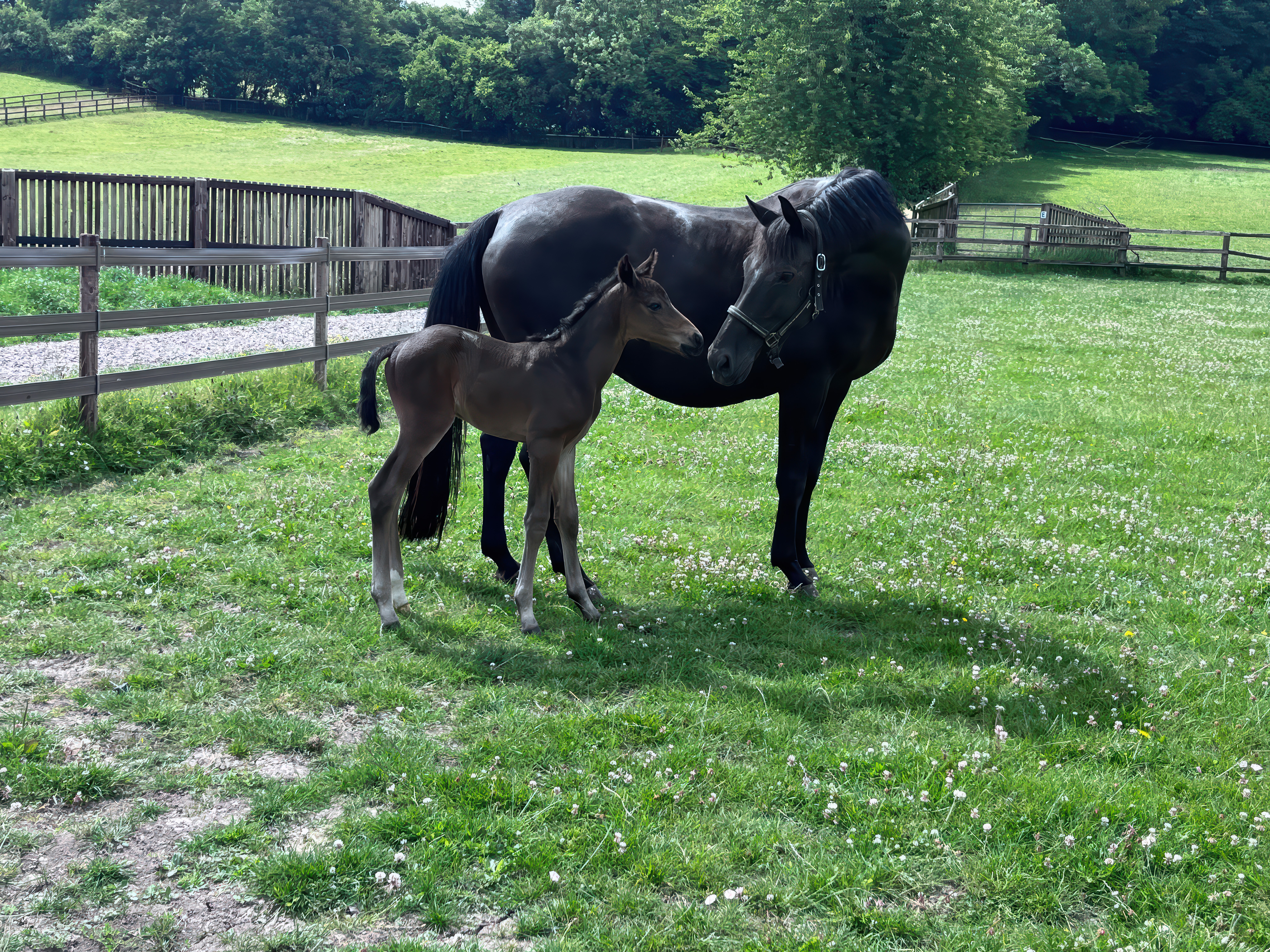 Property image 30 for SC1166485