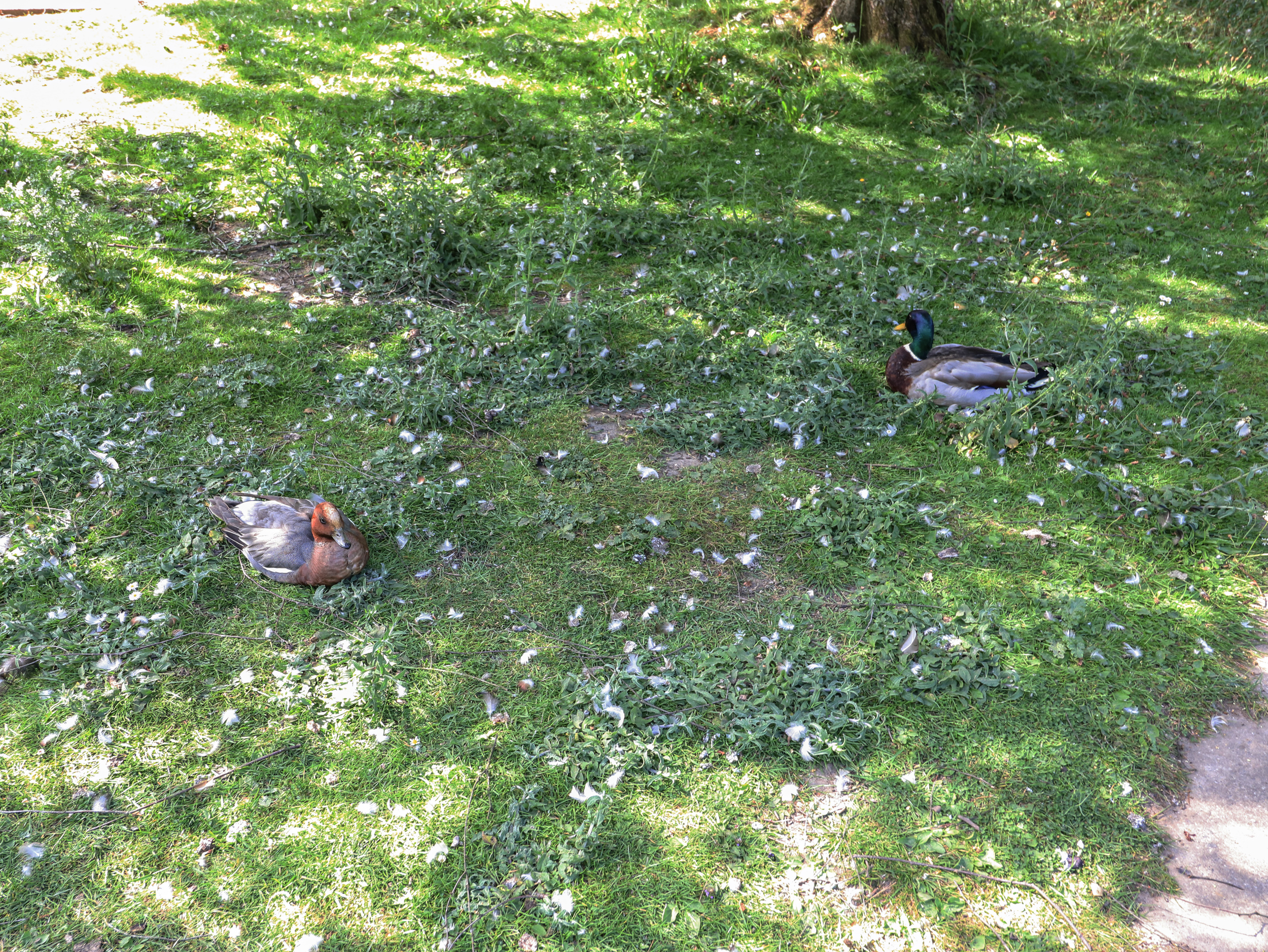 Property image 19 for SC1178237