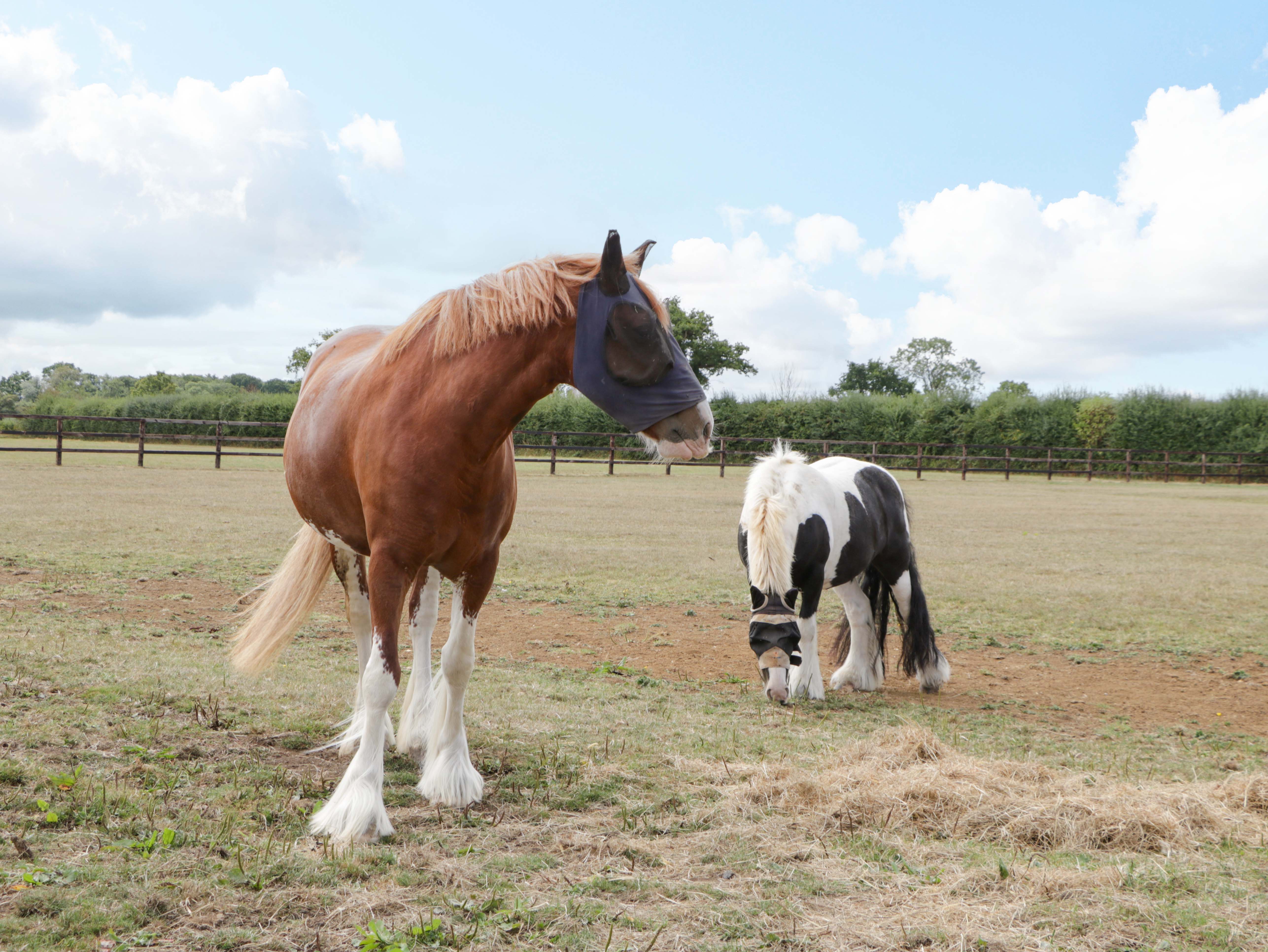 Property image 29 for SC1178948