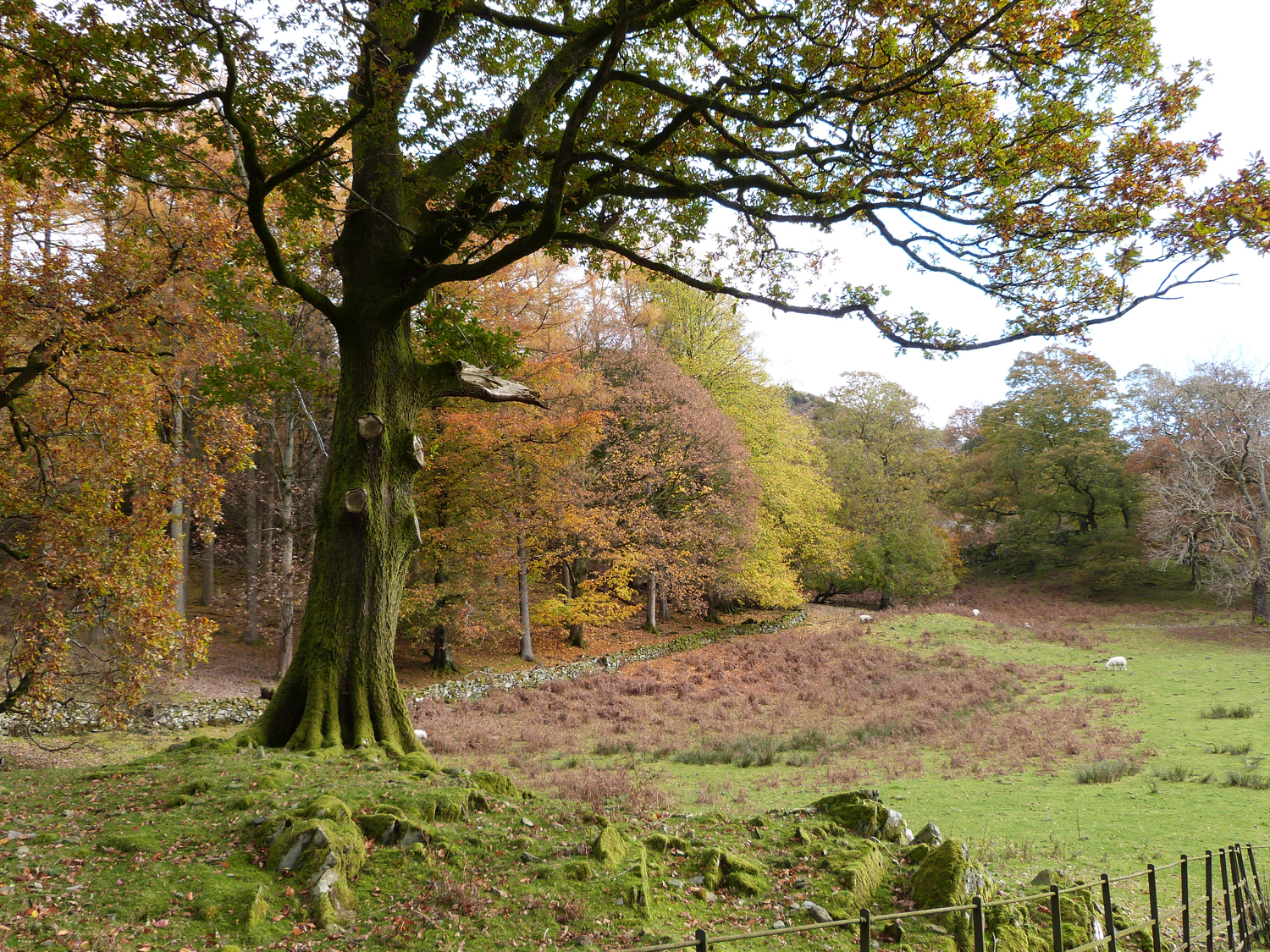 The Oaks, Bowness-on-Windermere