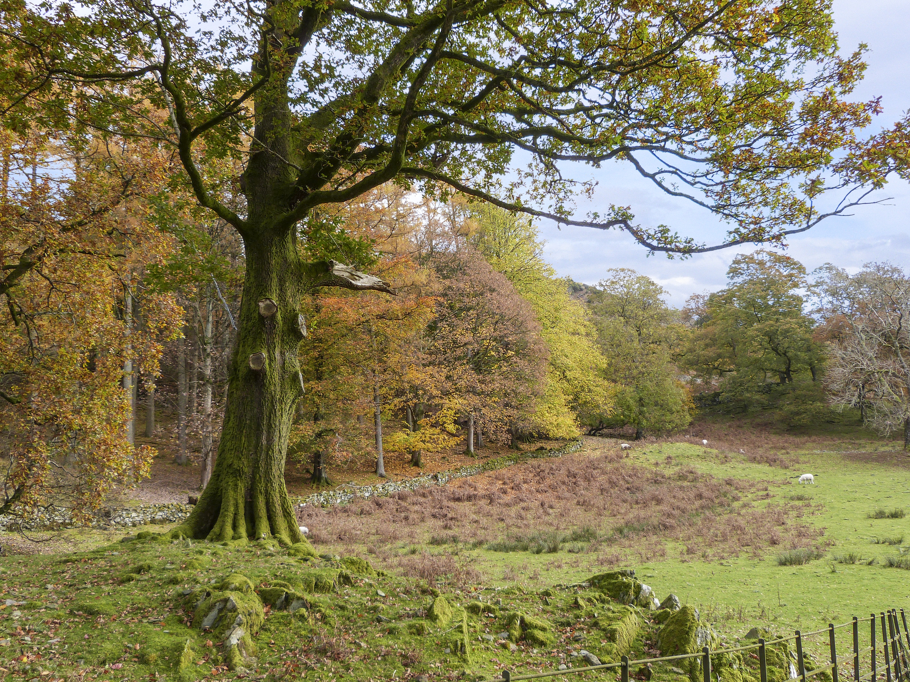 HAZEL, England, Cumbria, Bowness-on-Windermere