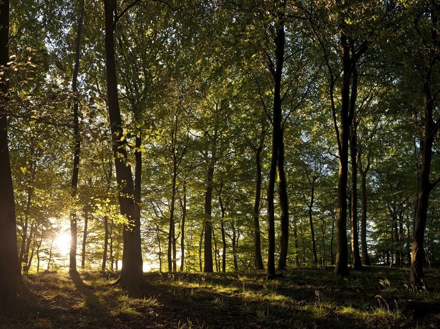 The Tin Barn, Newnhamonsevern Dog Friendly Holiday Cottage in Heart